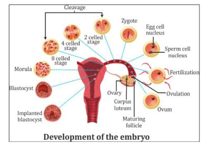 Describe the post fertilisation events - CBSE Class 12 - Learn CBSE Forum