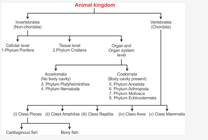 Can you please give the proper animal classification flowchart with  features - CBSE Class 9 - Learn CBSE Forum