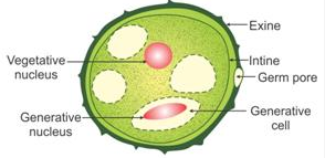 pollen grain diagram