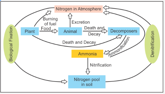 explain-about-nitrogen-cycle-cbse-class-9-learn-cbse-forum