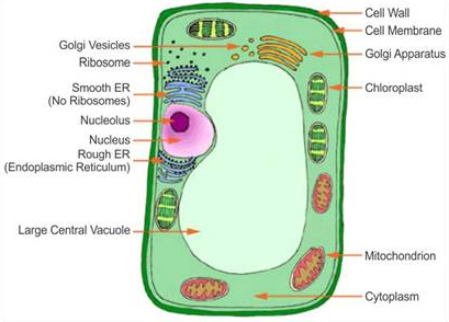 Draw a well labeled diagram of a plant cell? Mention the ...