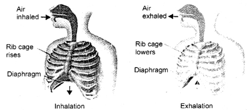 With the help of labelled diagram, discuss the mechanism of respiration ...